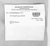 Hymenostilbe sphingum image